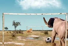animals soccer funny elephants football 1920x1200 wallpaper Art HD Wallpaper